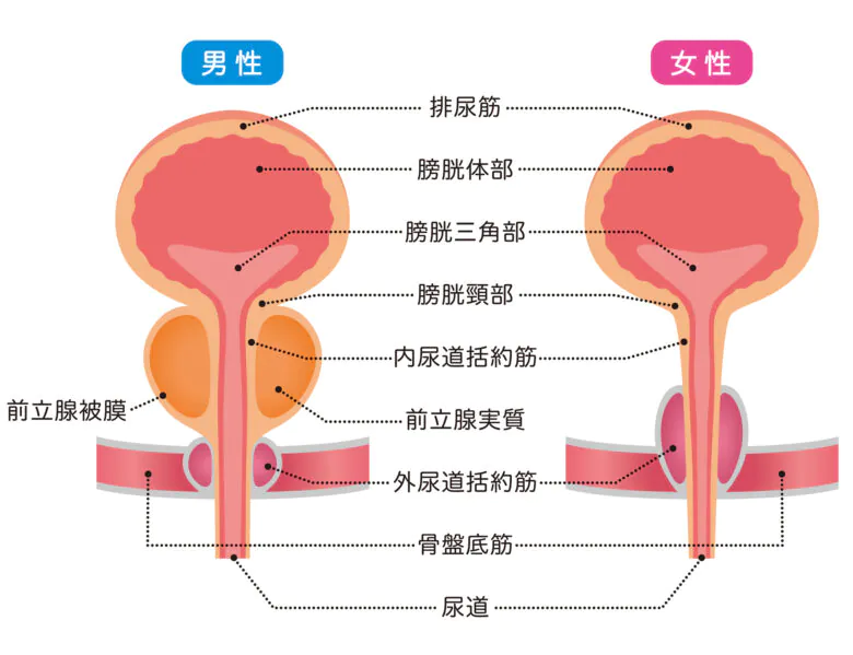 排尿の仕組み