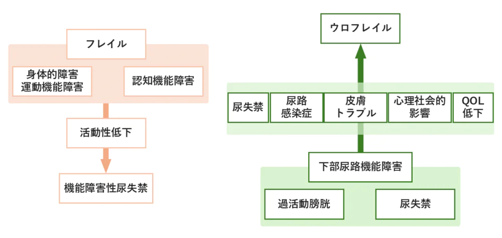 前立腺肥大症ウロフレイルイメージ図